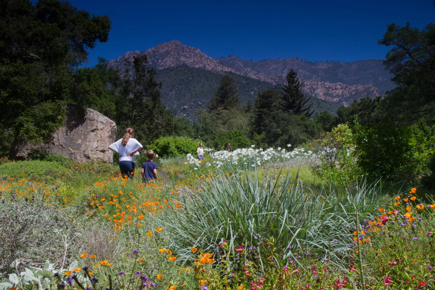 SBBG Meadow, view to mountains, wildflower display, SBBG Photo Contest 2012