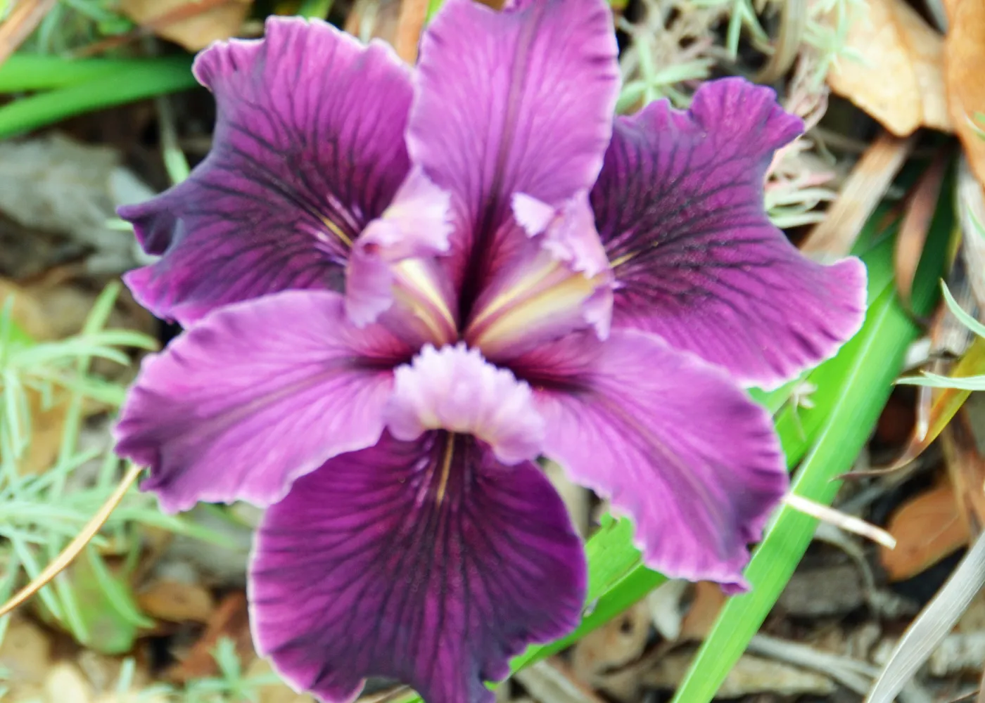 native Iris flower, SBBG Photo Contest 2012 cv. Canyon Velvet