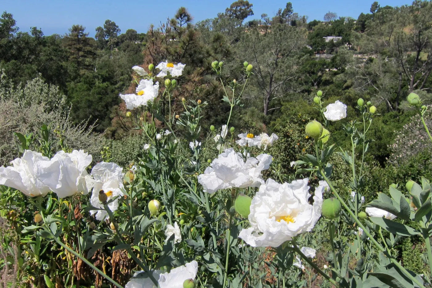 Matilija poppies in bloom, Porter Trail, SBBG Photo Contest 2012