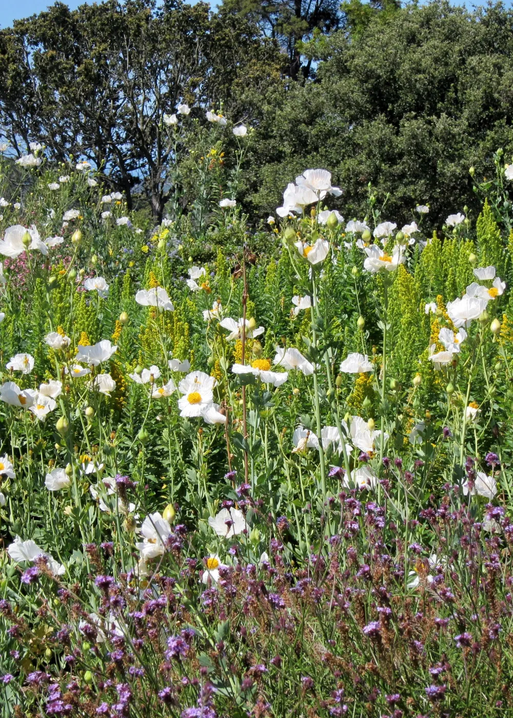 Matilija poppies in bloom, Porter Trail, SBBG Photo Contest 2012
