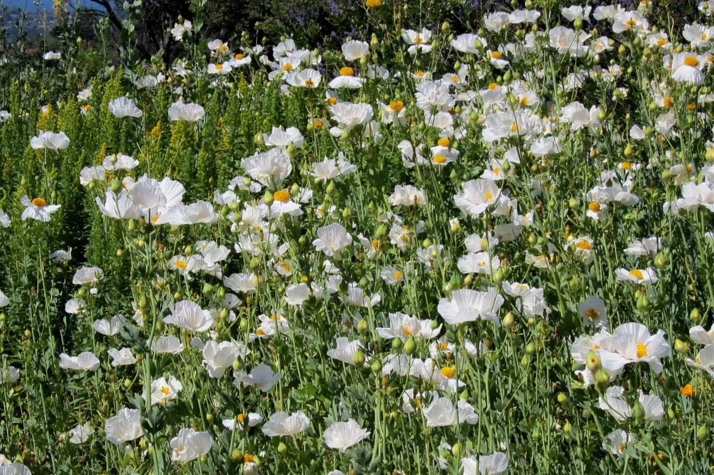 Matilija poppies in bloom, Porter Trail, SBBG Photo Contest 2012