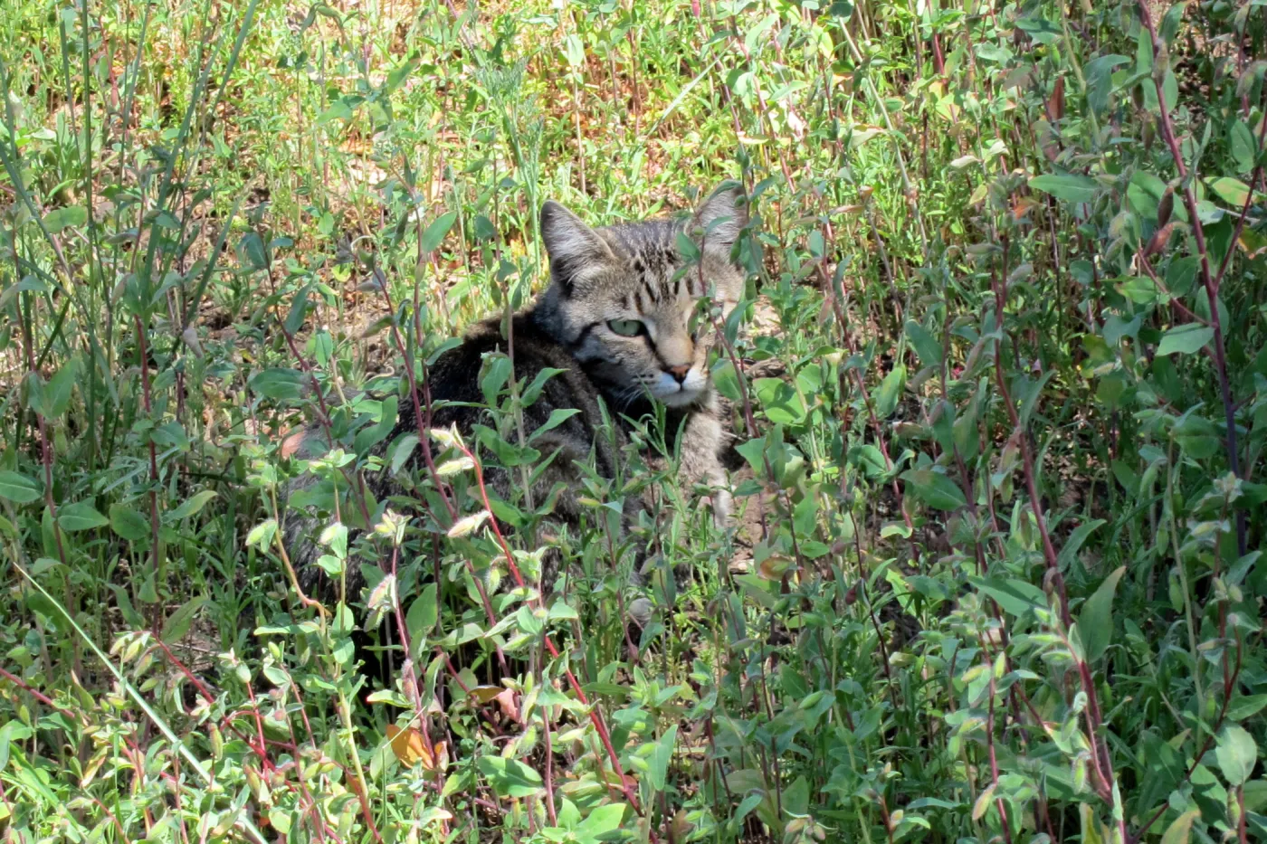 feral cat, kitty in the Garden, SBBG Photo Contest 2012