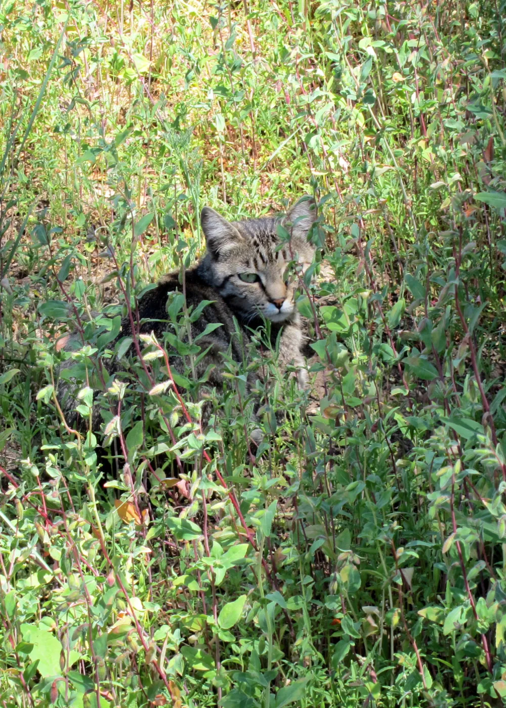 feral cat, kitty in the Garden, SBBG Photo Contest 2012