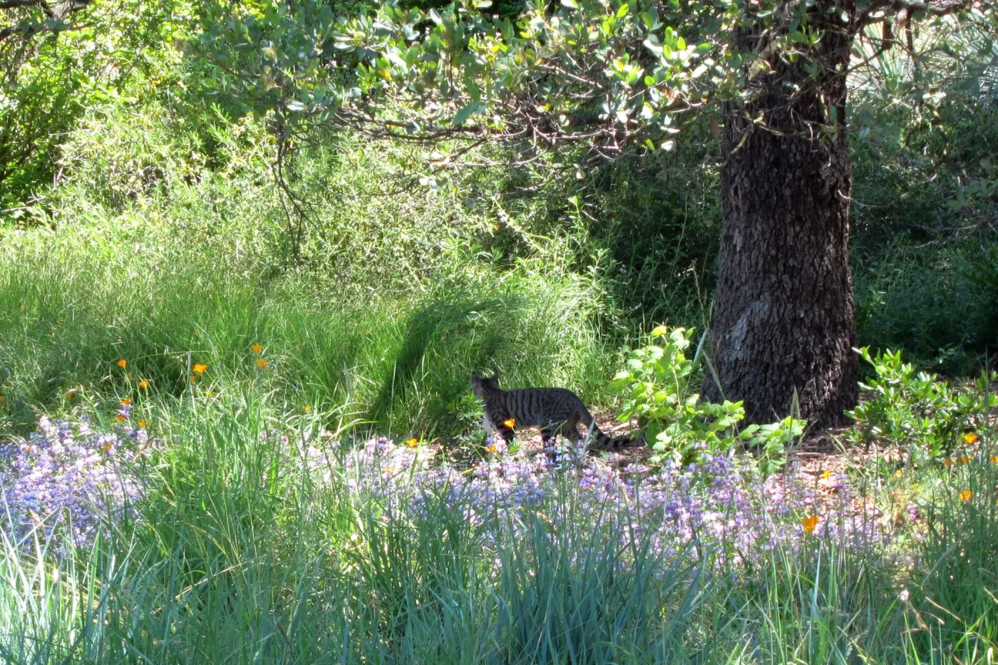 feral cat, kitty in the Garden, SBBG Photo Contest 2012