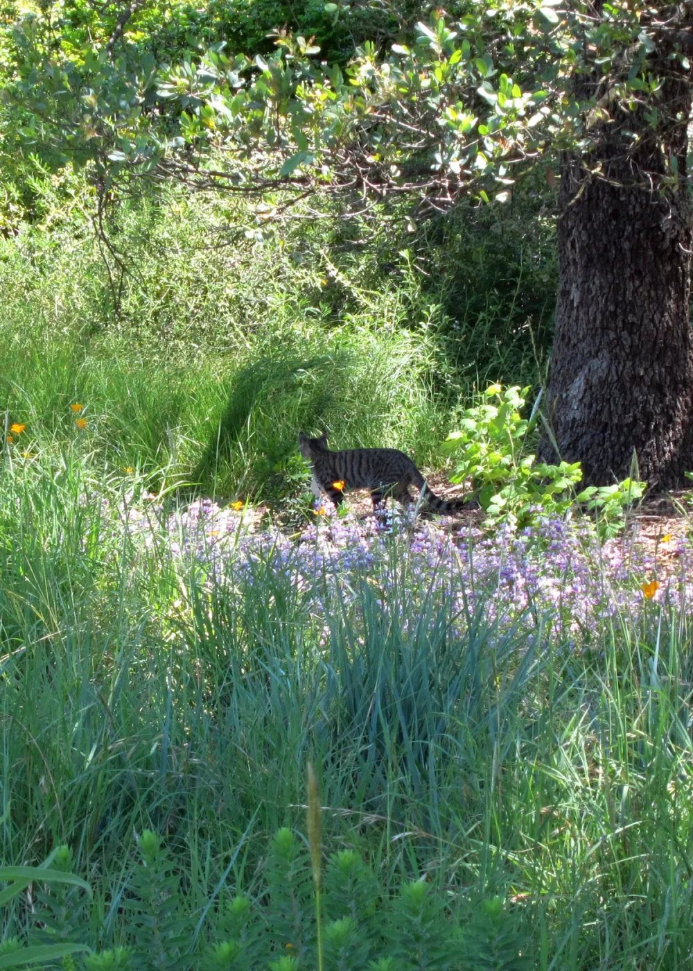 feral cat, kitty in the Garden, SBBG Photo Contest 2012