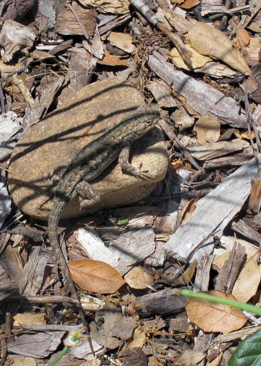 Western fence lizard, SBBG Photo Contest 2012
