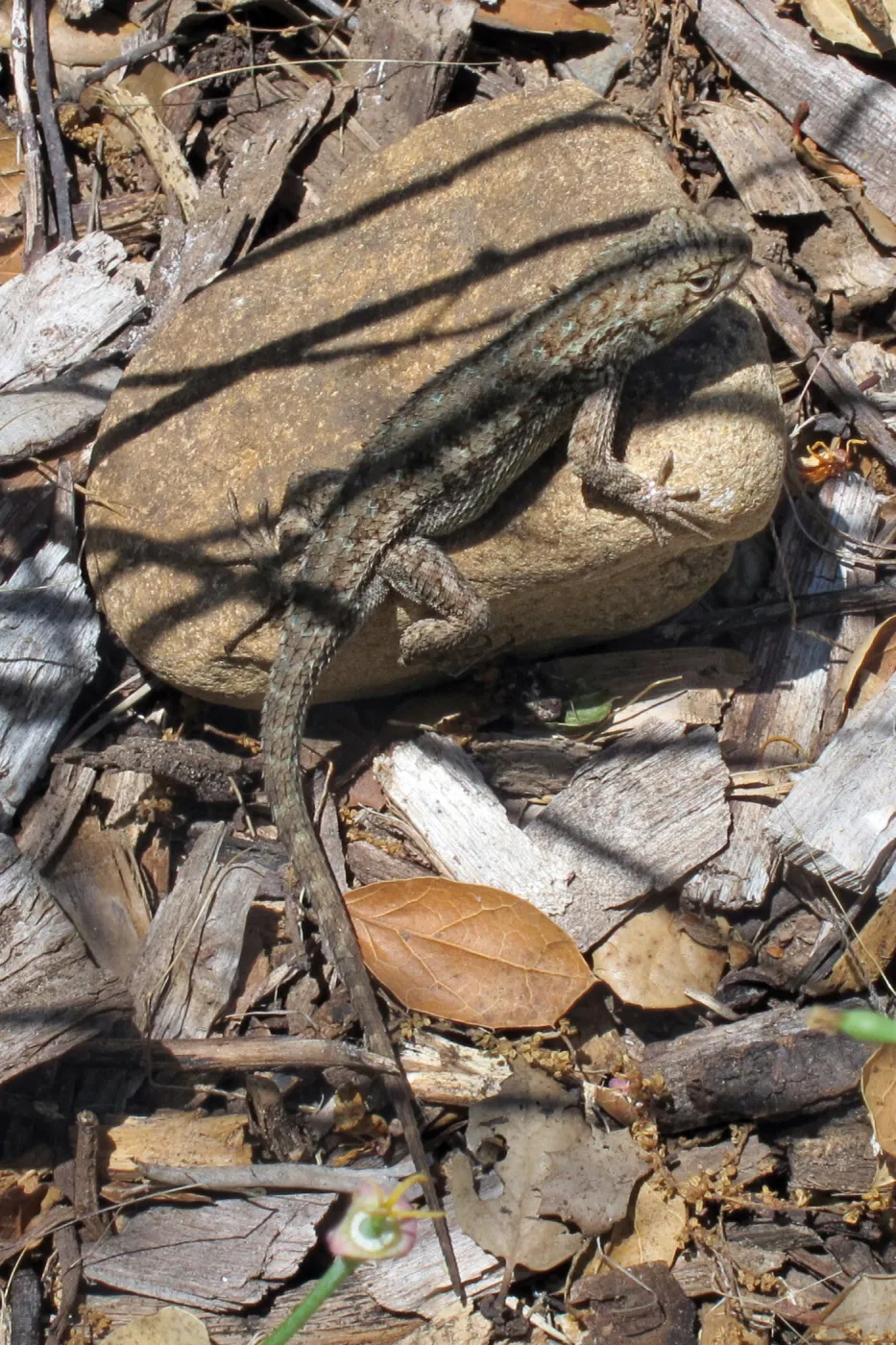Western fence lizard, SBBG Photo Contest 2012