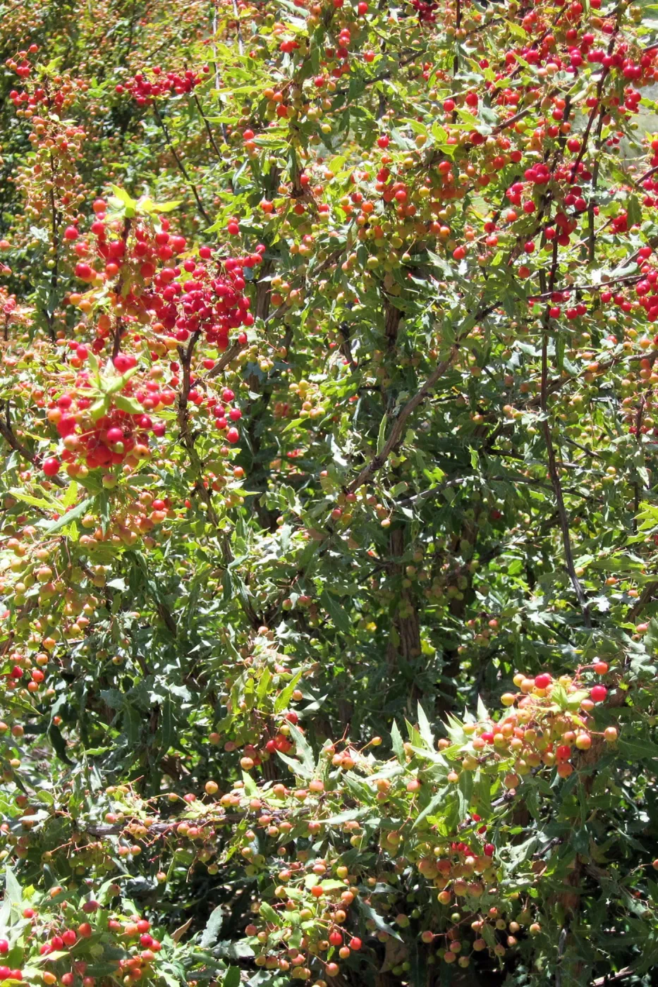 Berberis nevinii with red berries, SBBG Photo Contest 2012