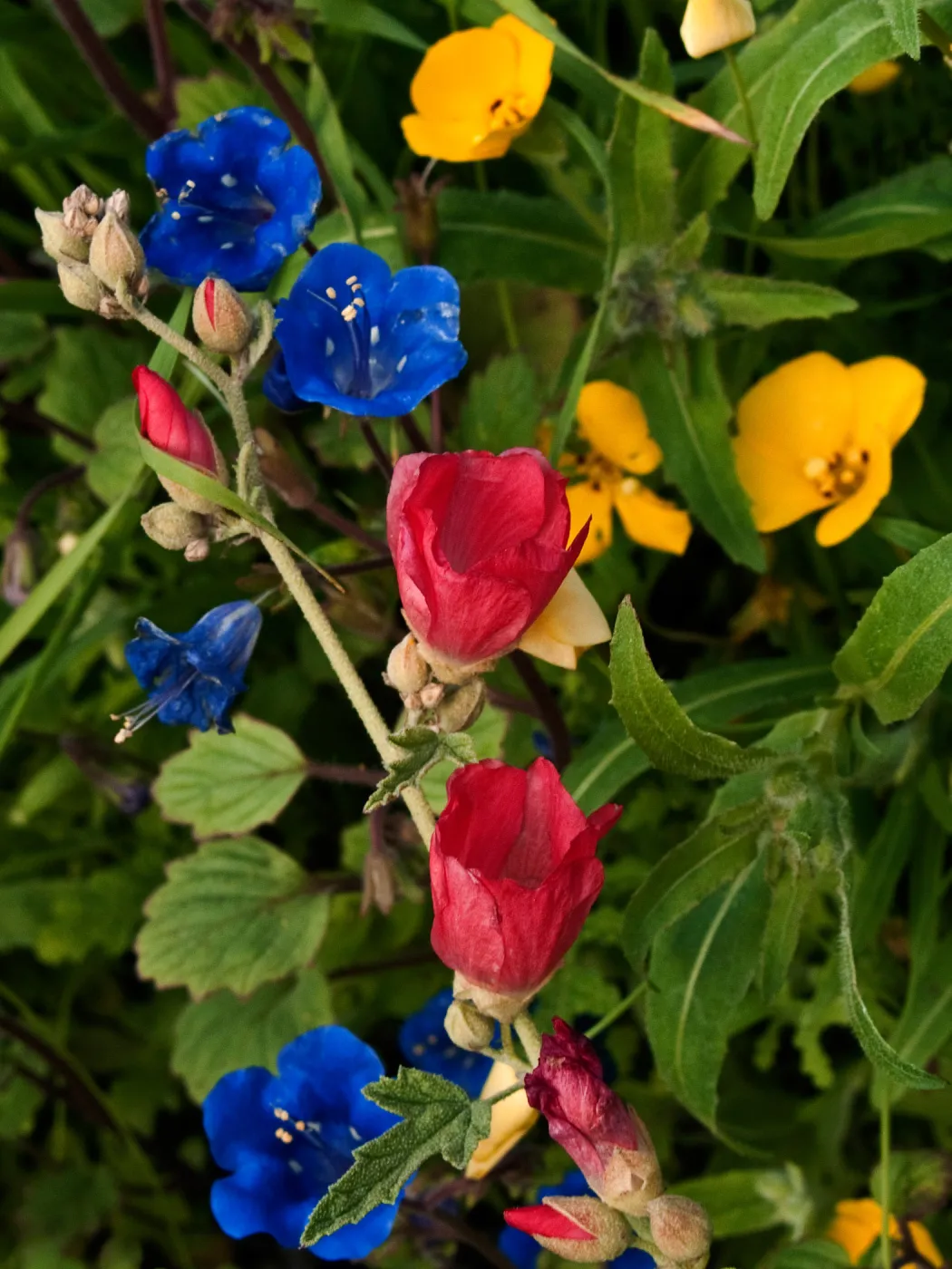 Wildflower medley, SBBG Photo Contest 2012