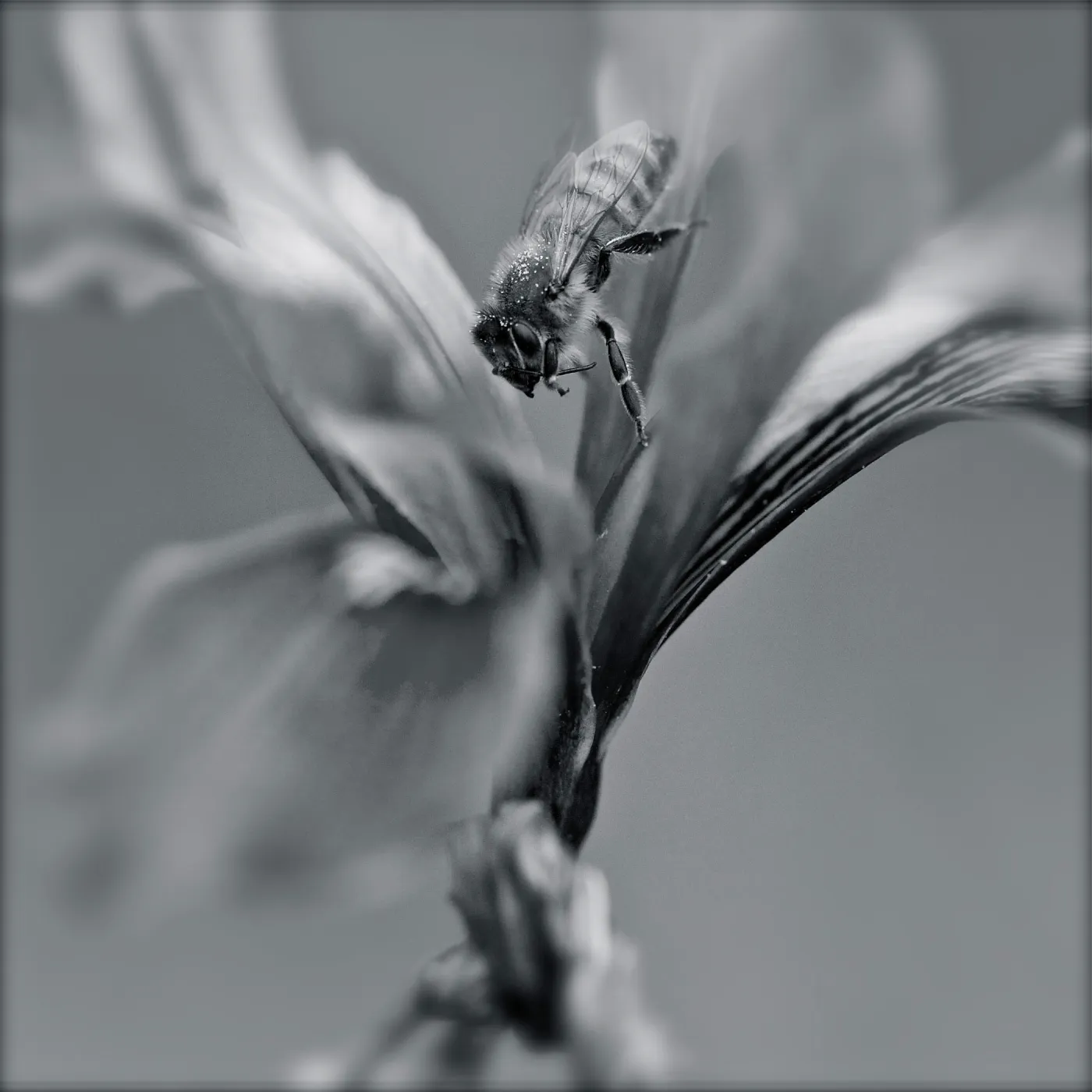 honey bee, black and white photo, SBBG Photo Contest 2012