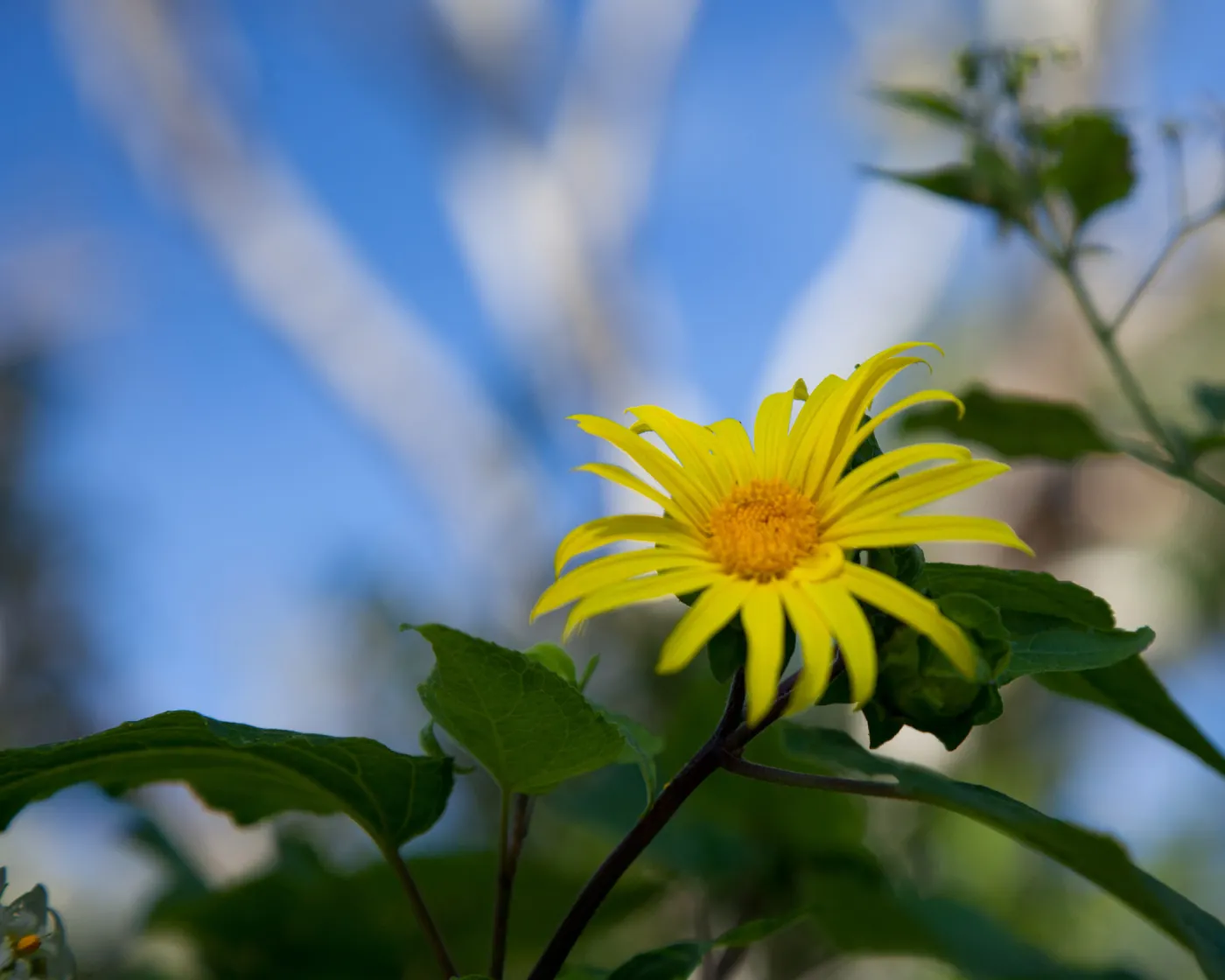 sunflower, SBBG Photo Contest 2012