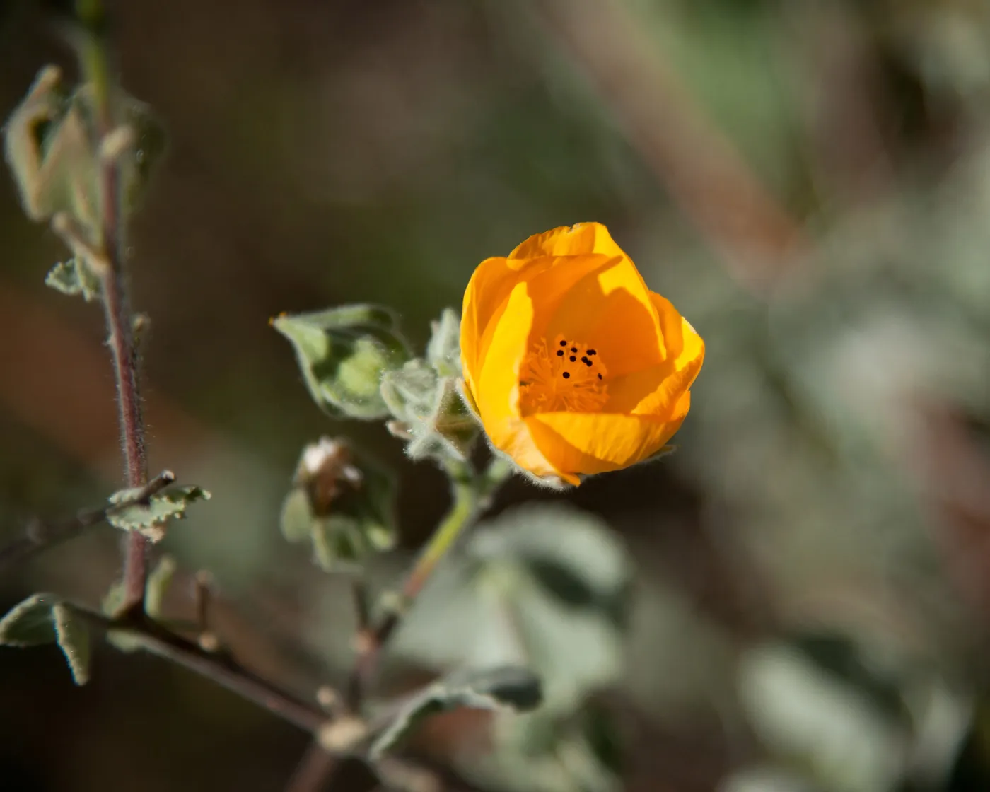 Mallow flower, SBBG Photo Contest 2012