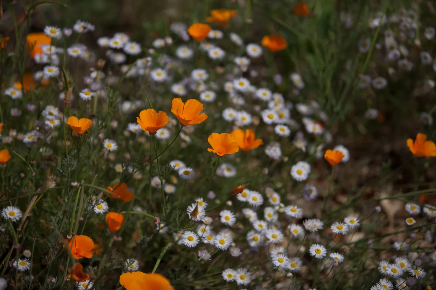 Wildflower medley, SBBG Photo Contest 2012