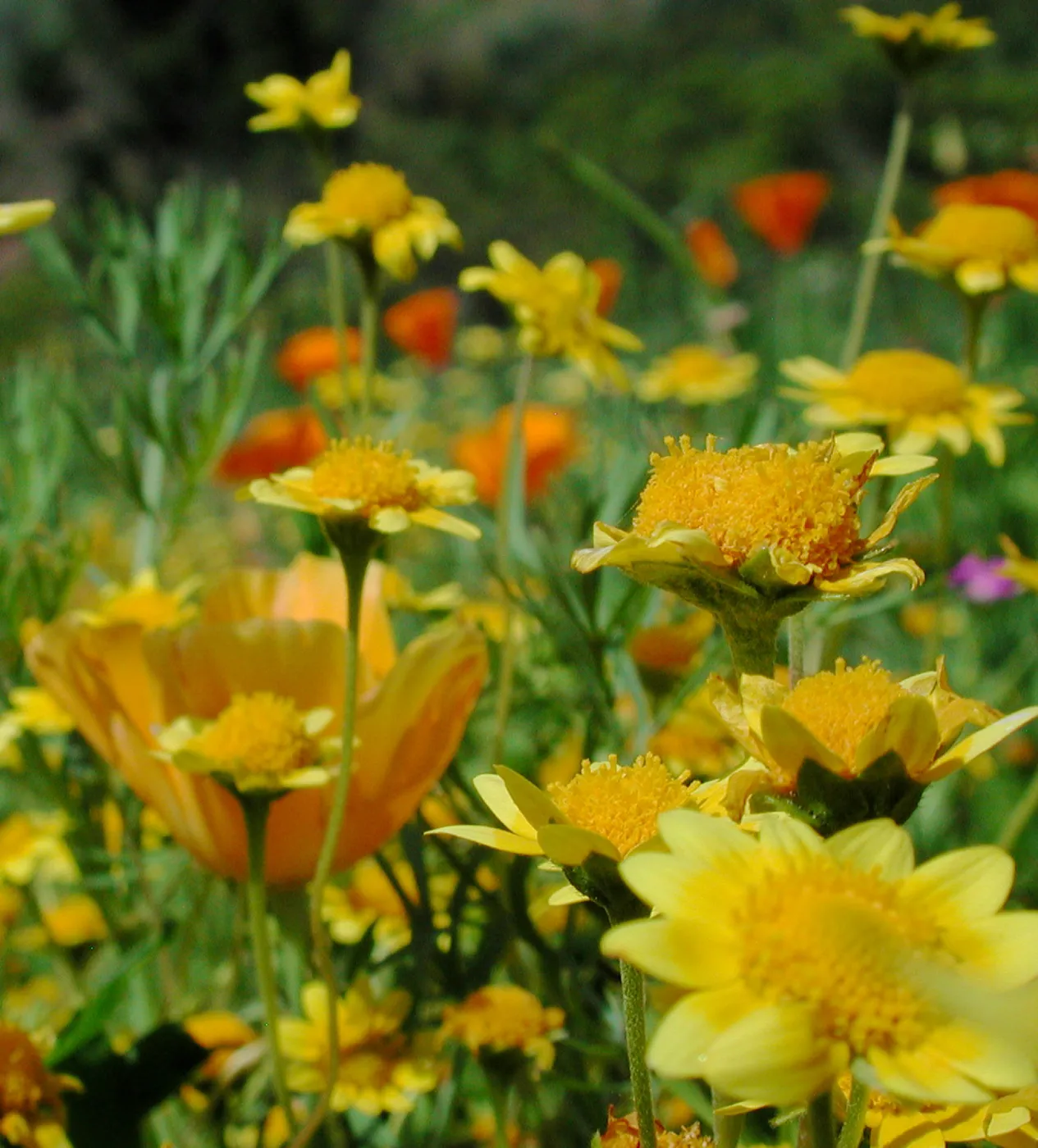 Wildflower medley, SBBG Photo Contest 2012