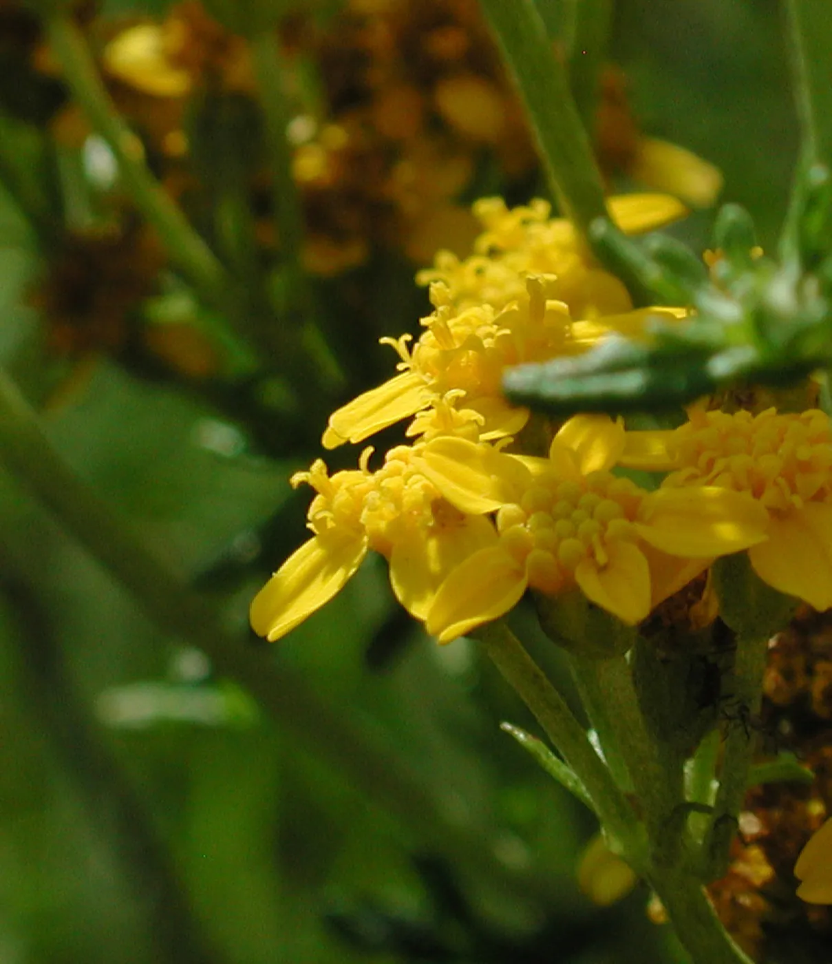 flowers in the Garden, SBBG Photo Contest 2012