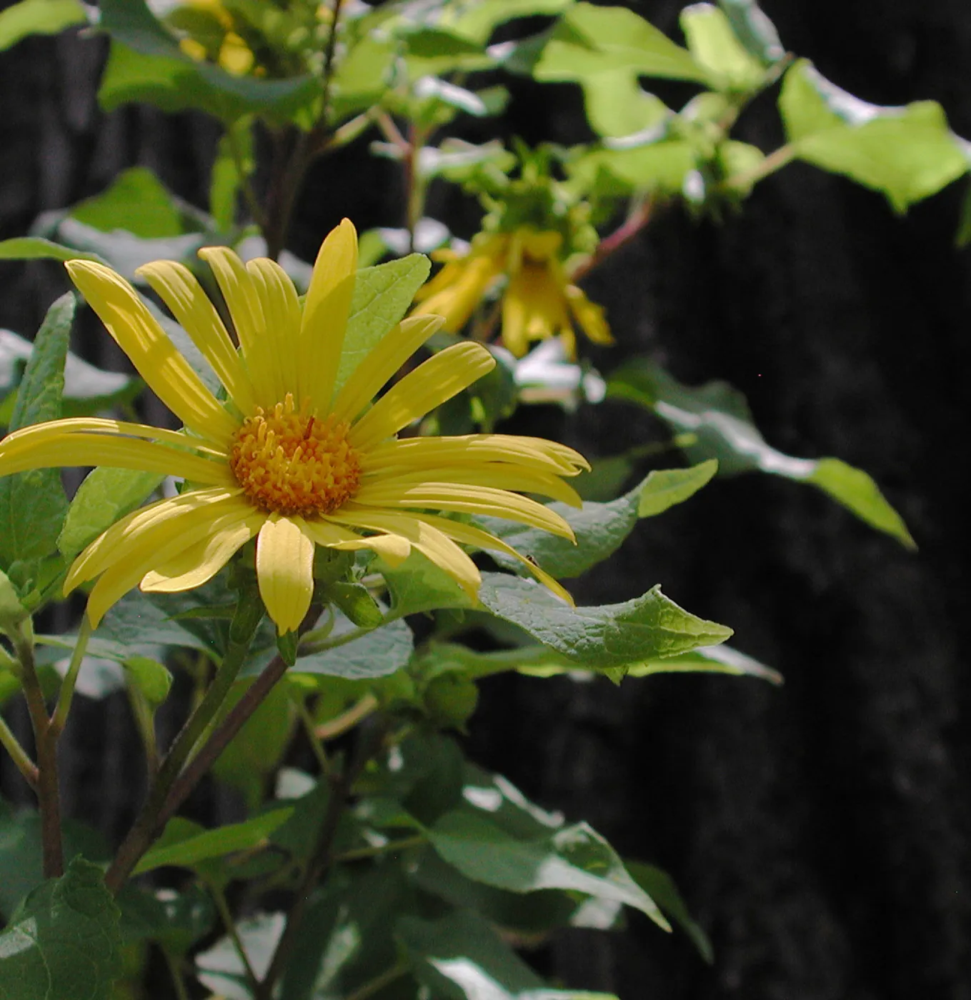 Sunflower, SBBG Photo Contest 2012