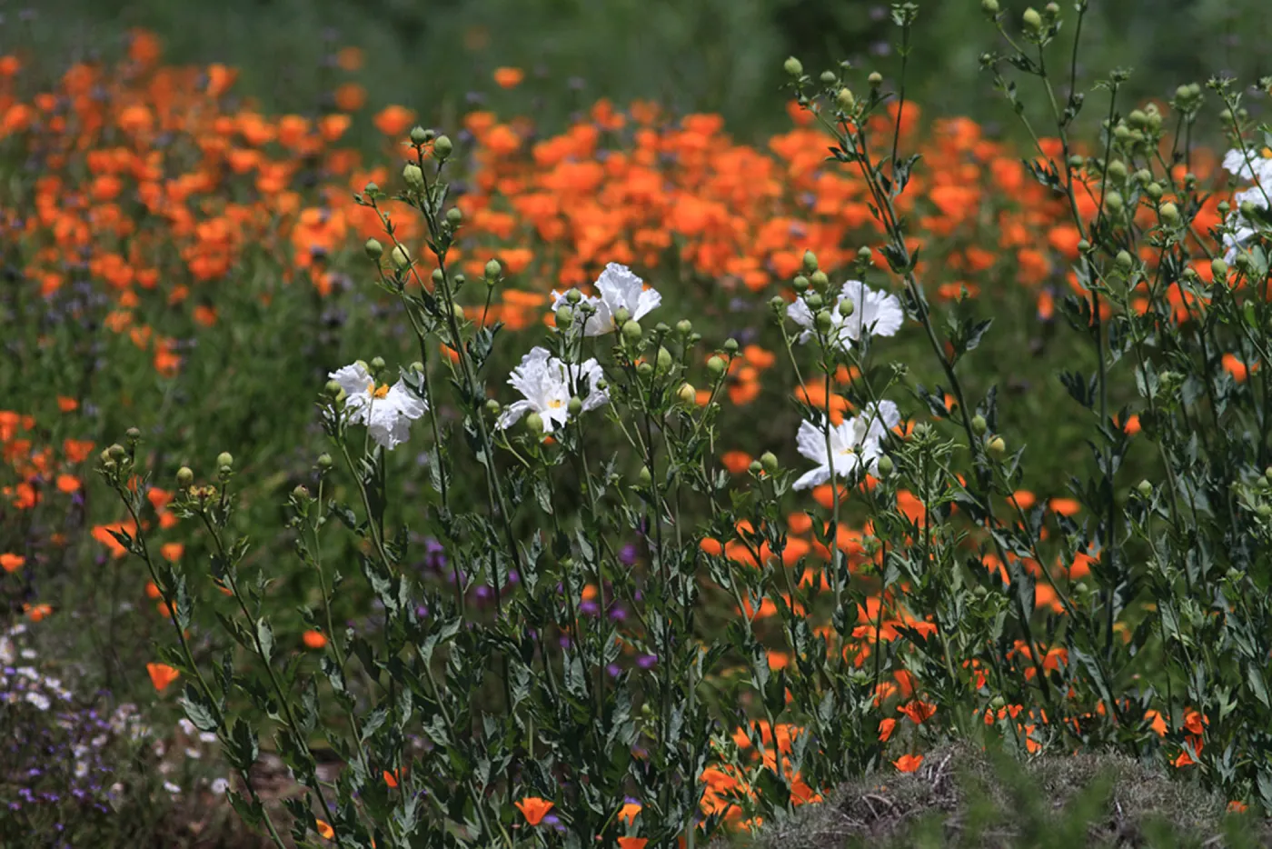 Matilija poppies, wildflower medley in the Meadow, SBBG Photo Contest 2012