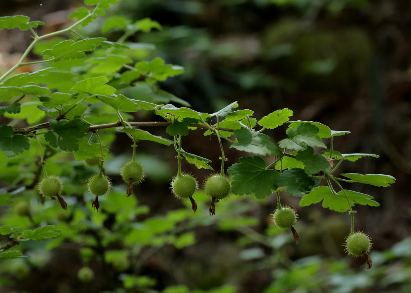 Currant in fruit, SBBG Photo Contest 2012