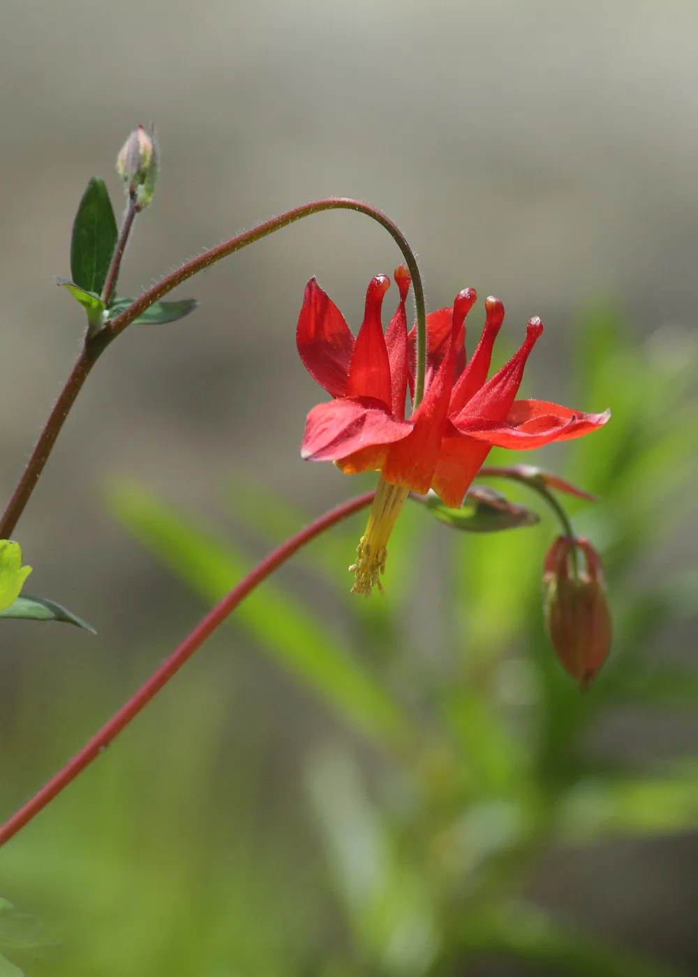 Columbine flower, Aquilegia, SBBG Photo Contest 2012