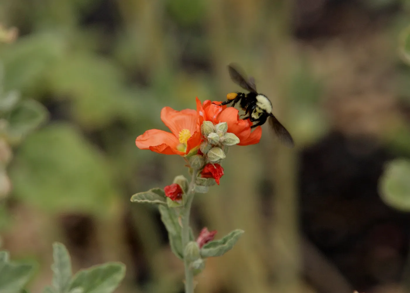 honey bee on mallow flower, SBBG Photo Contest 2012