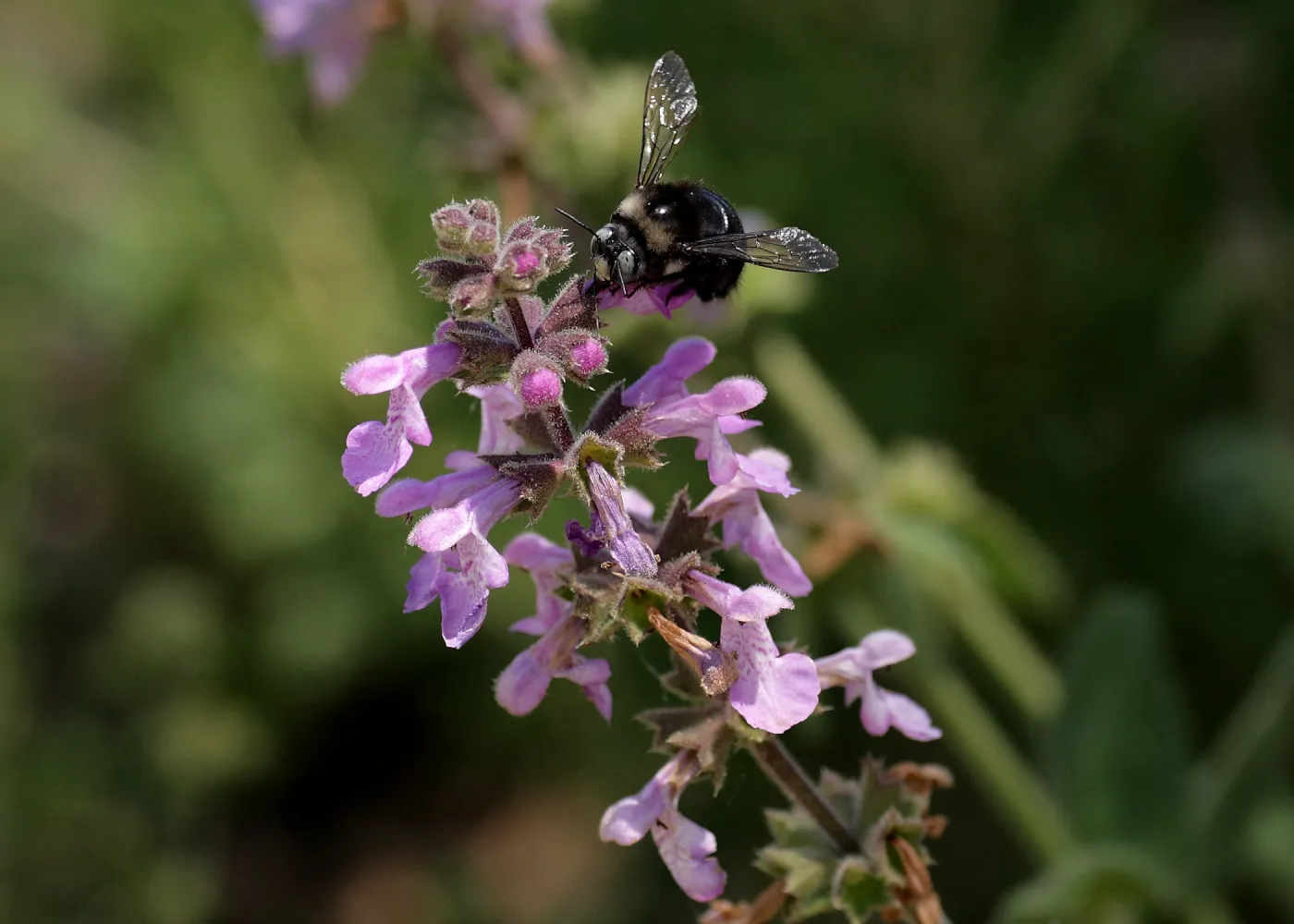 bee on woodmint inflorescence, SBBG Photo Contest 2012