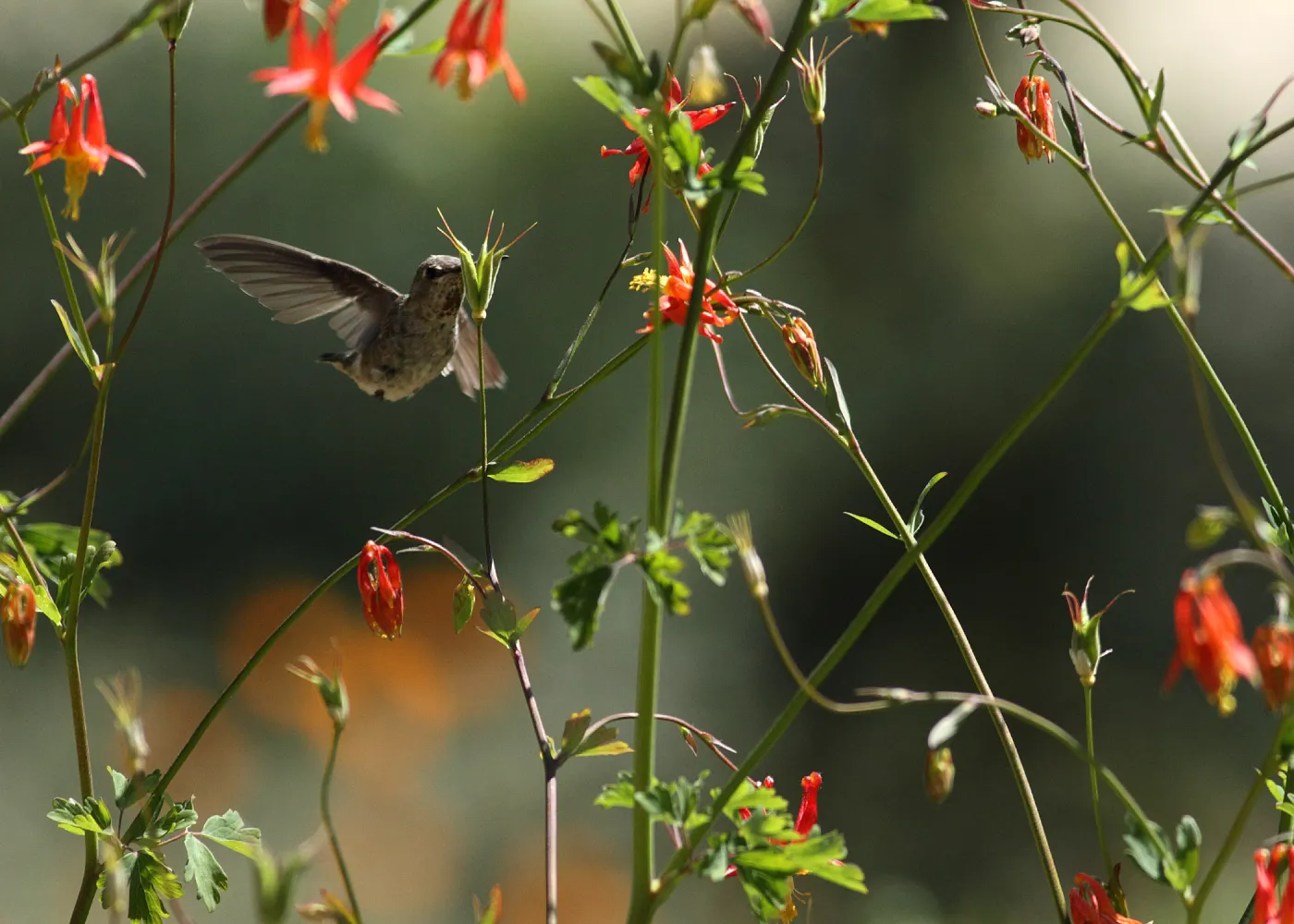 Hummingbird visiting columbine, SBBG Photo Contest 2012