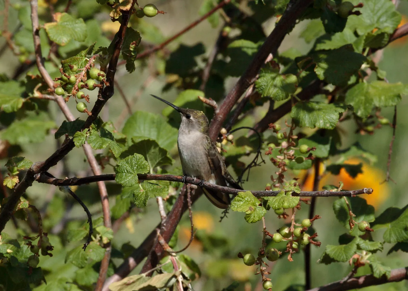 Hummingbird perched on Ribes (Currant, Gooseberry ) branch, SBBG Photo Contest 2012