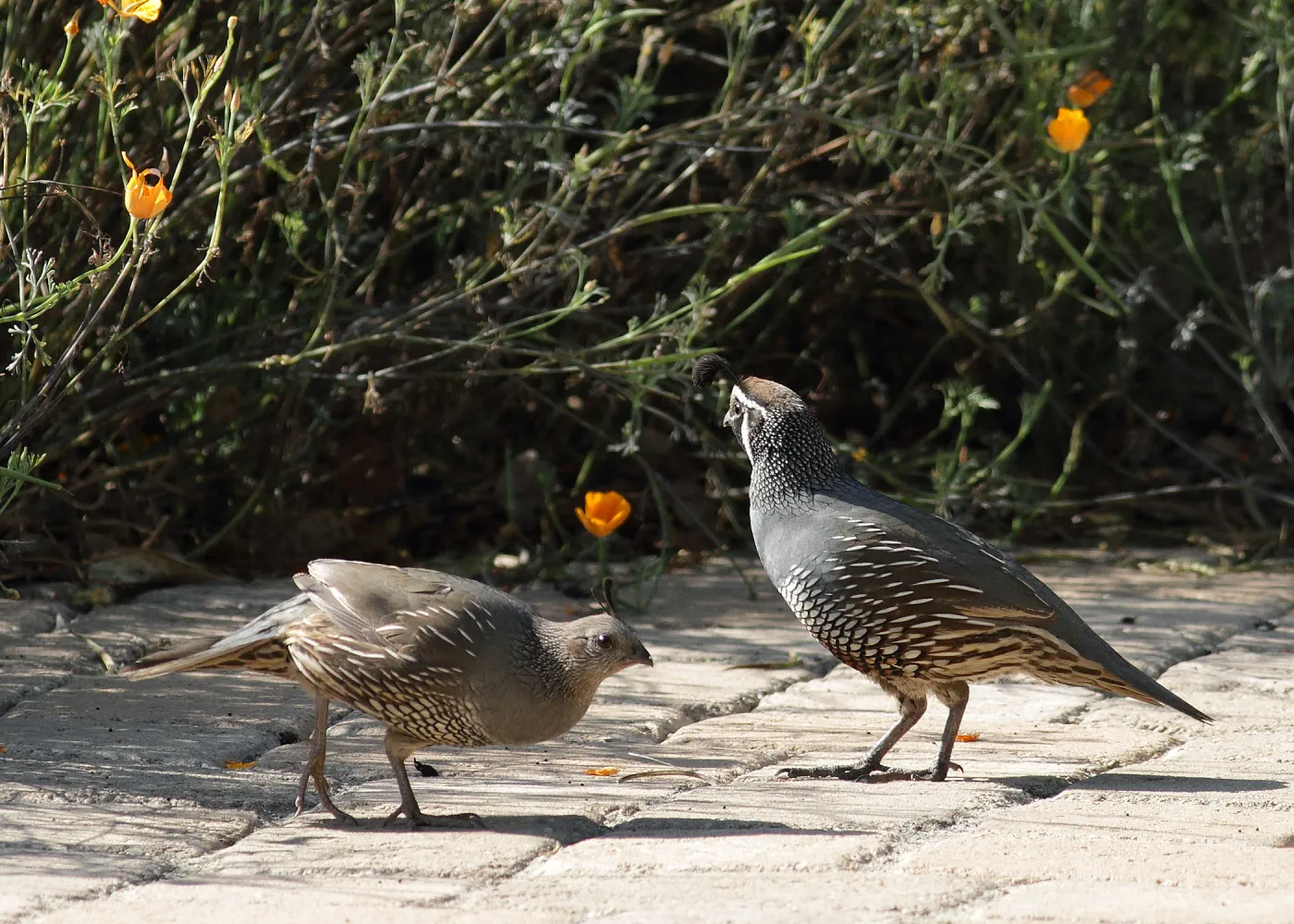 pair of California quail, SBBG Photo Contest 2012
