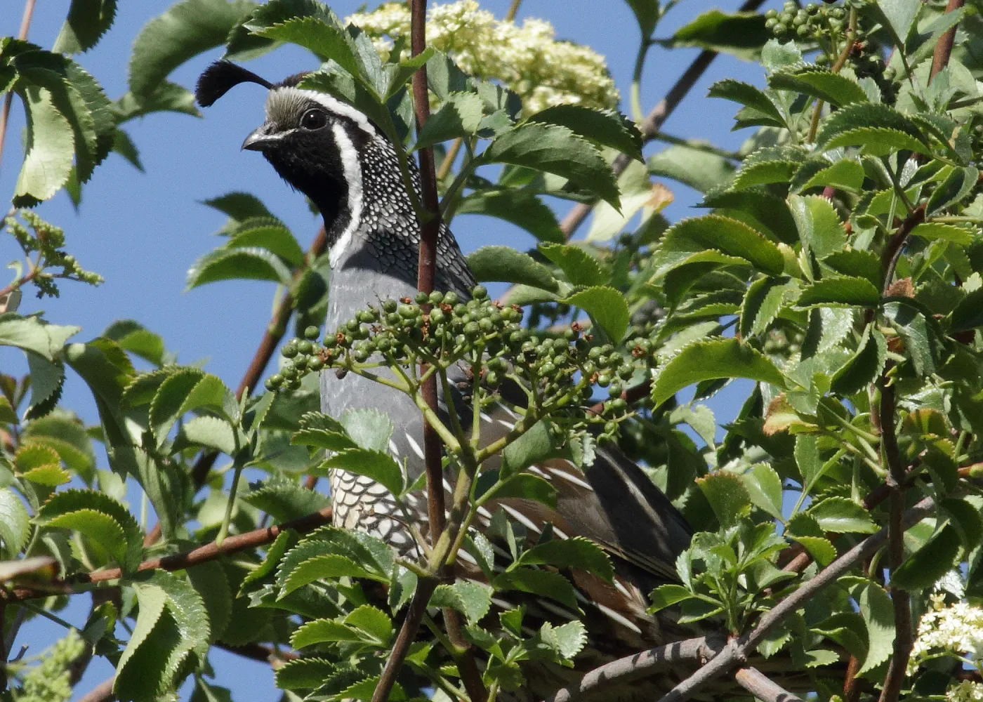 California quail, third place winner, Wildlife in the Garden category, SBBG Photo Contest 2012