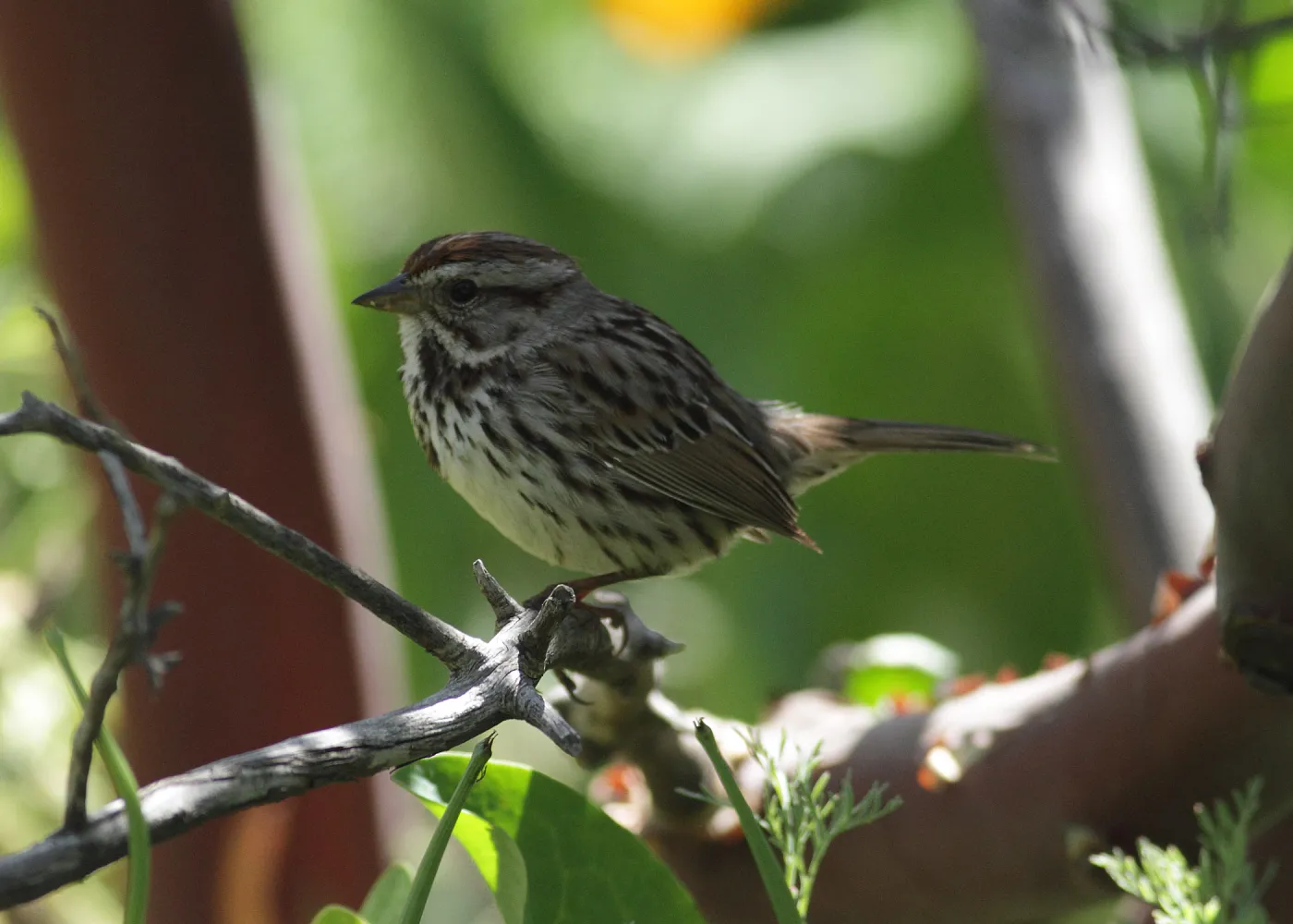 song sparrow perched on manzanita twig, SBBG Photo Contest 2012