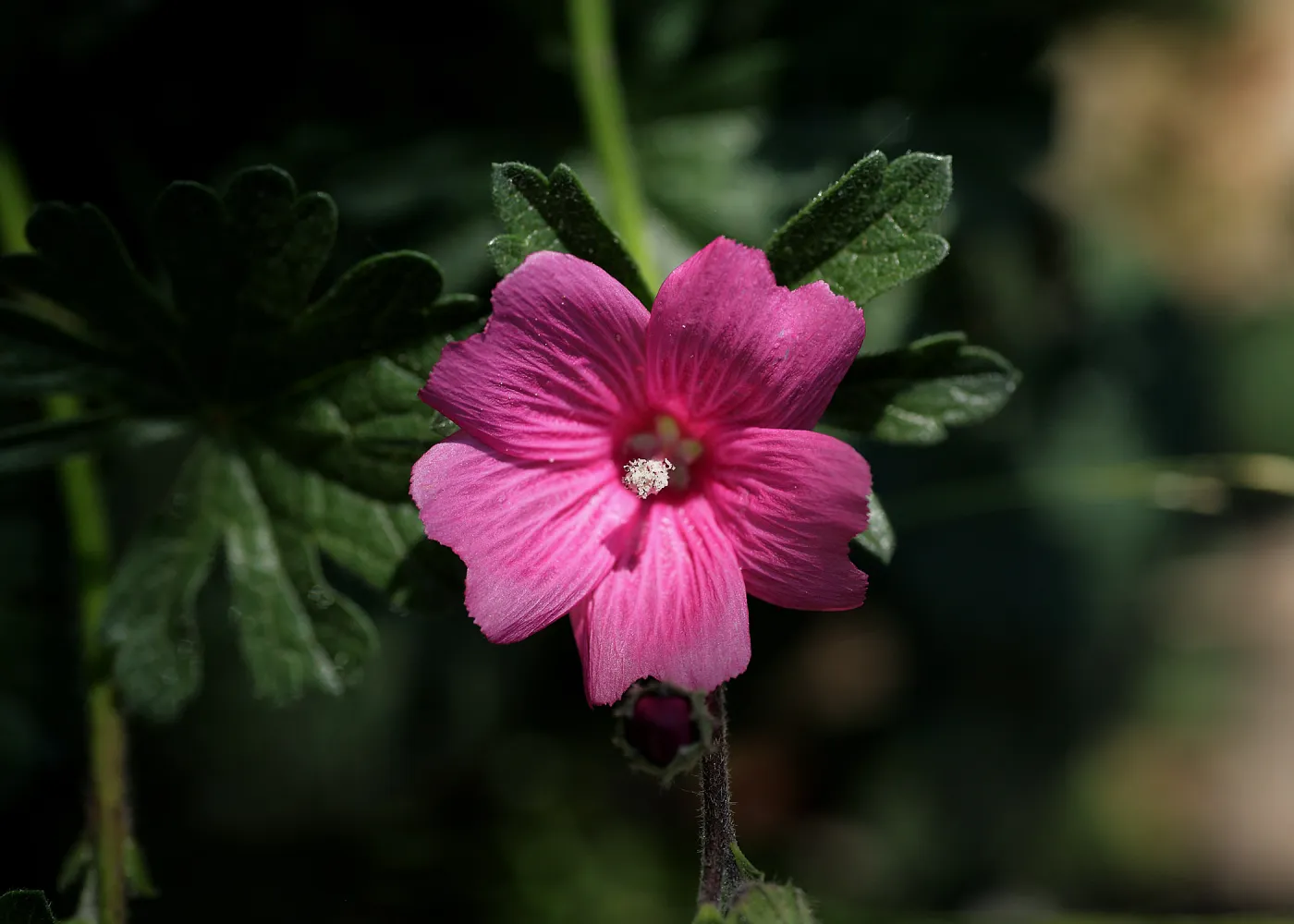 pink mallow flower, SBBG Photo Contest 2012