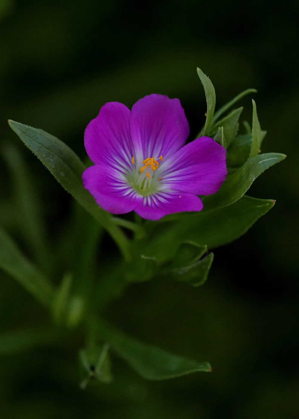 redmaids flower, Calandrinia ciliata, SBBG Photo Contest 2012