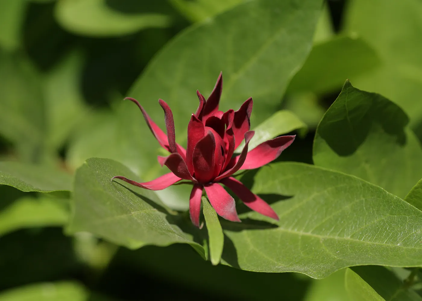 Spice bush, Calycanthus occidentalis, SBBG Photo Contest 2012
