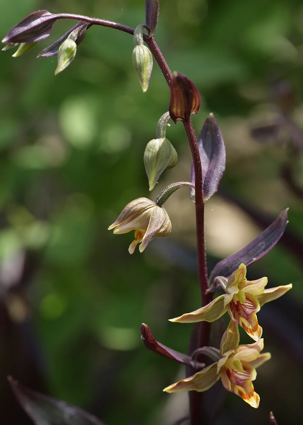 stream orchid, SBBG Photo Contest 2012