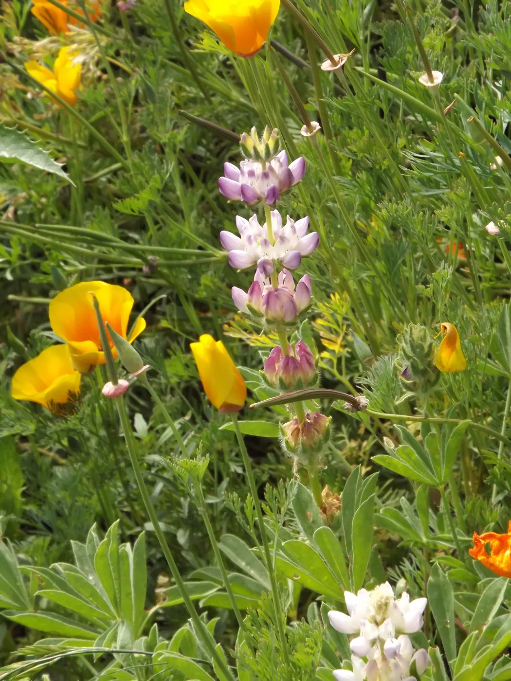 wildflower medley, SBBG Photo Contest 2012