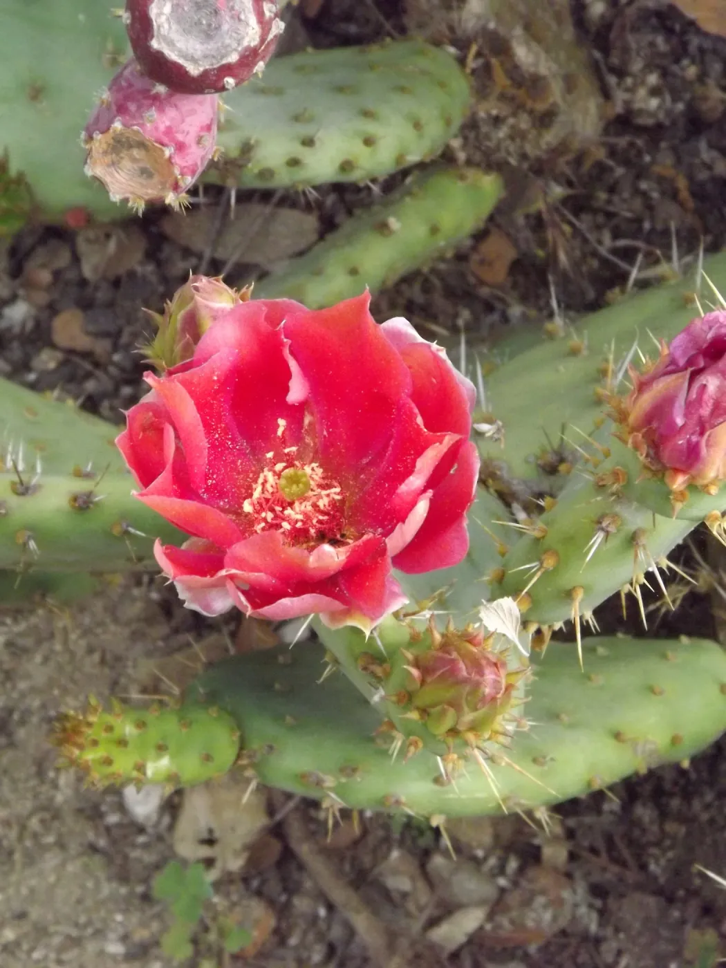 cactus flower, SBBG Photo Contest 2012