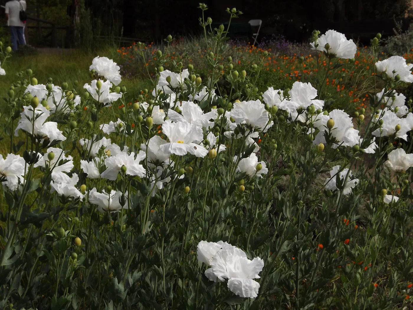Matilija poppies in the Meadow, wildflower display, SBBG Photo Contest 2012