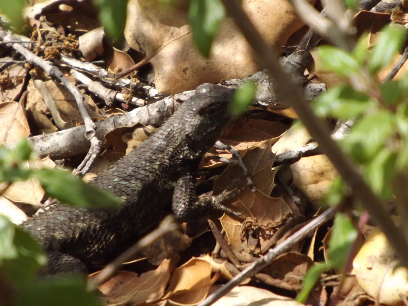 western fence lizard, blue belly lizard, SBBG Photo Contest 2012