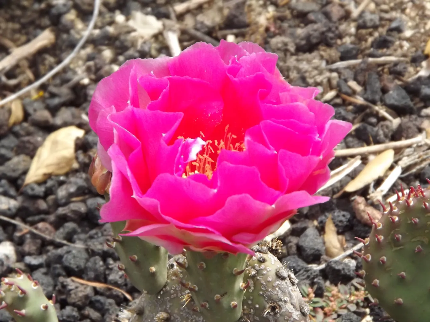 cactus flower, SBBG Photo Contest 2012