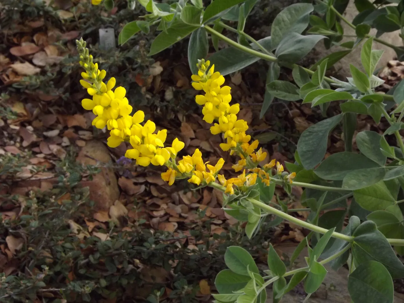 yellow Lupinus, SBBG Photo Contest 2012