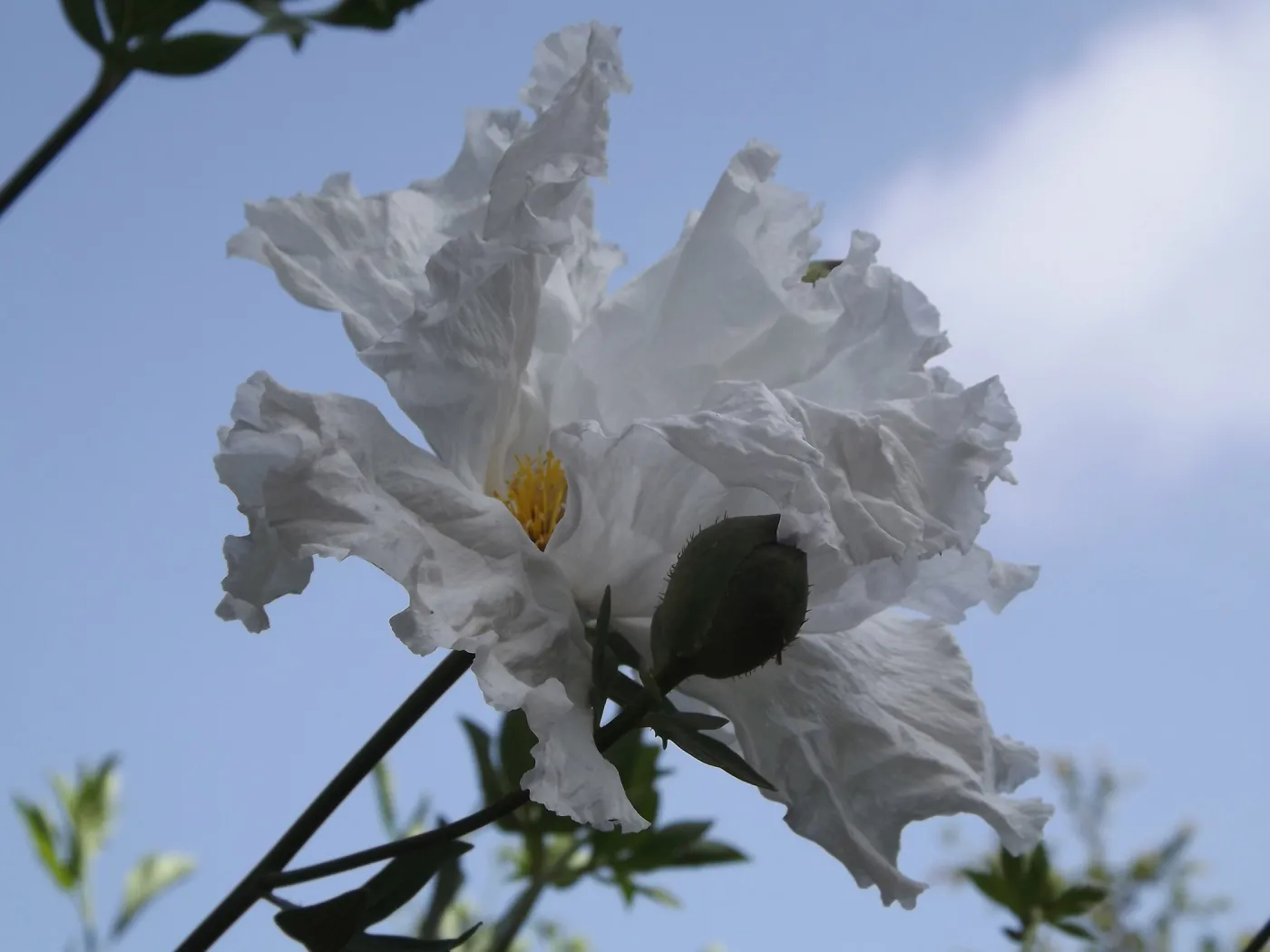 Matilija poppy , SBBG Photo Contest 2012