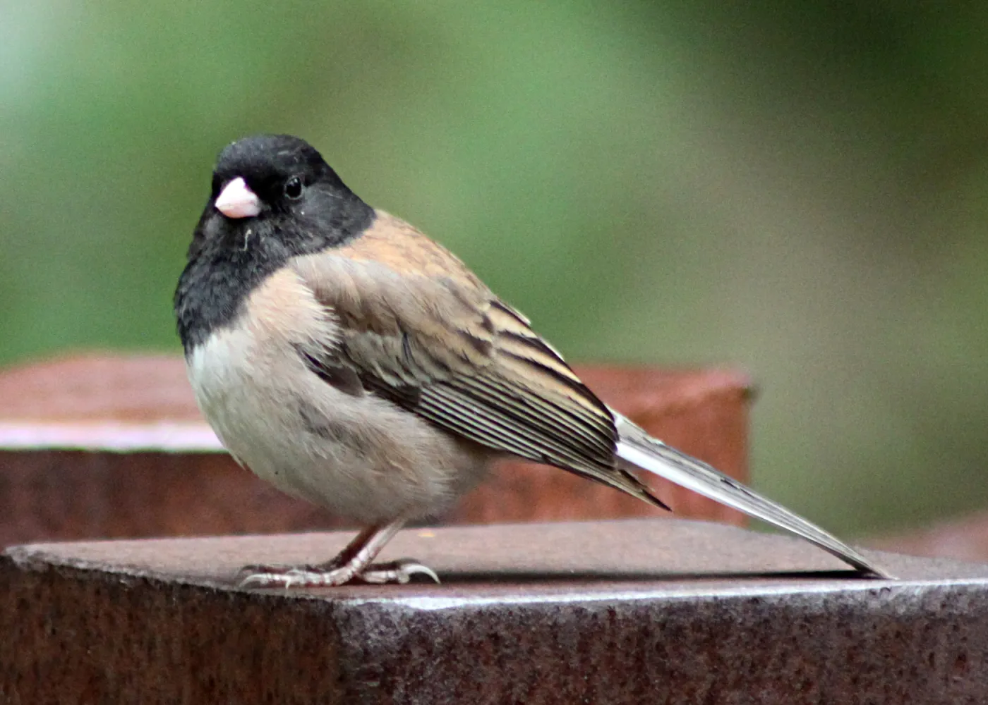 Dark-eyed Junco, SBBG Photo Contest 2012