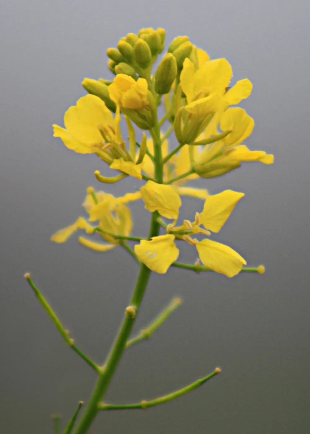 mustard flower inflorescence, SBBG Photo Contest 2012