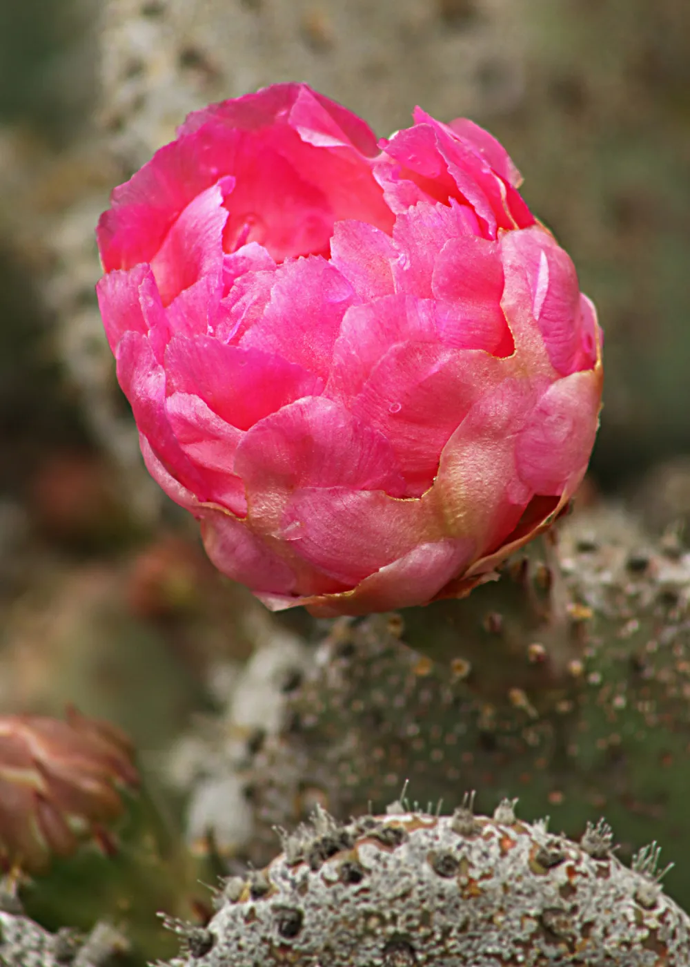 pink cactus flower, SBBG Photo Contest 2012