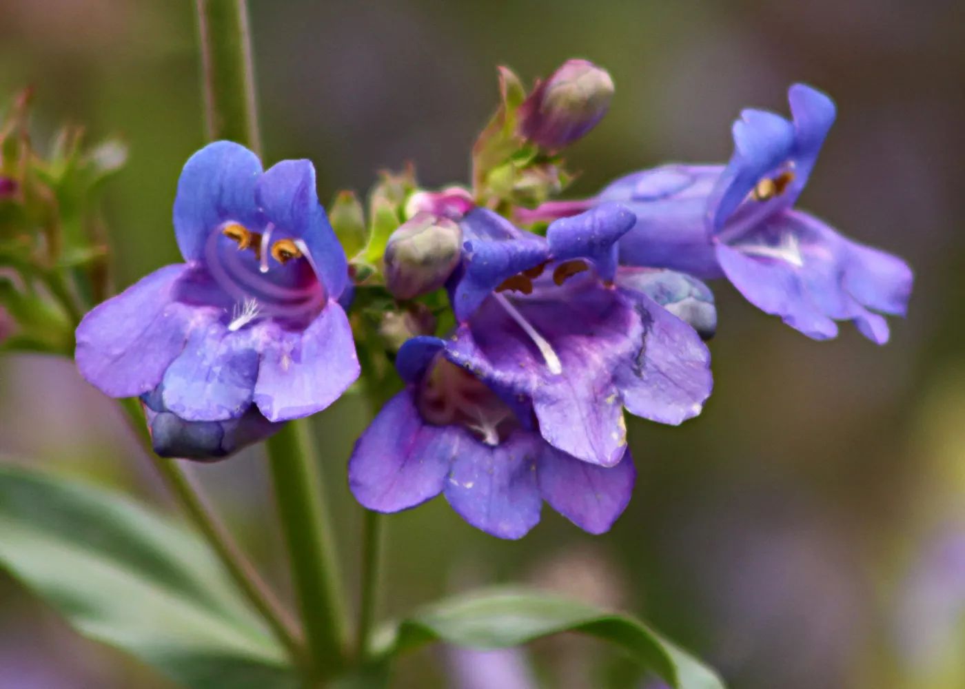 SBBG Photo Contest 2012. Penstemon heterophyllus