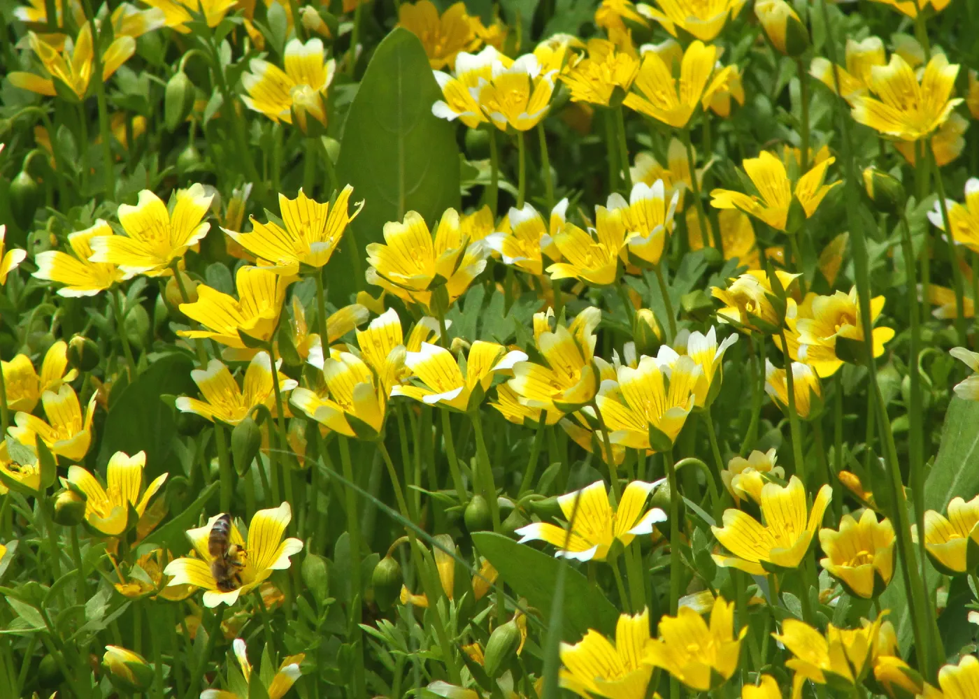 honeybee, wildflowers, SBBG Photo Contest 2012
