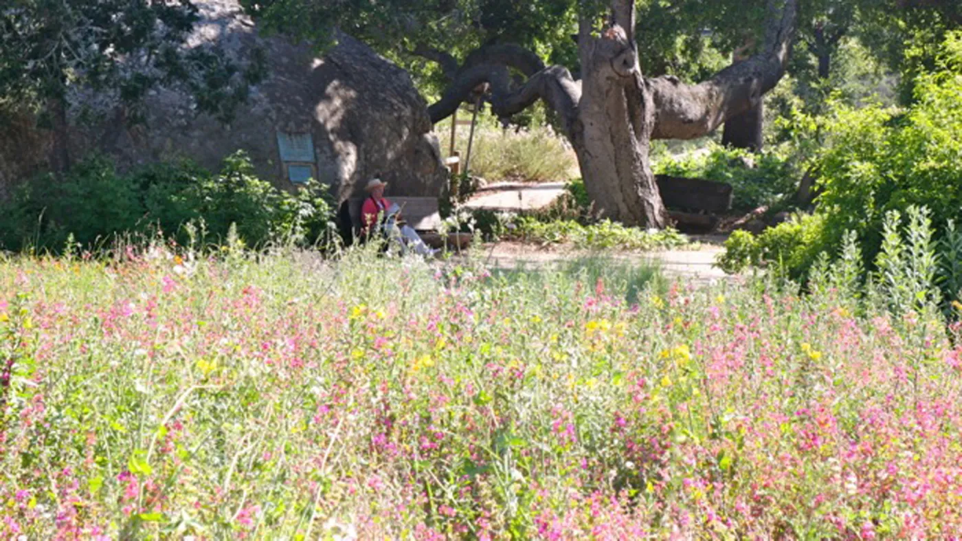 Visitor on bench, Blaksley Boulder, Meadow wildflowers, SBBG Photo Contest 2012