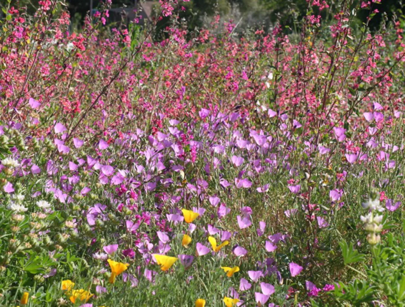 wildflower medley, SBBG Photo Contest 2012