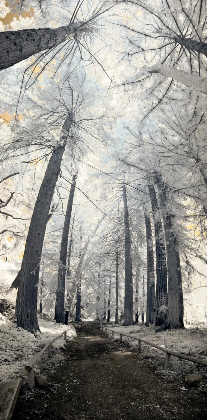 Redwood Section, tall panorama, infrared, SBBG Photo Contest2012
