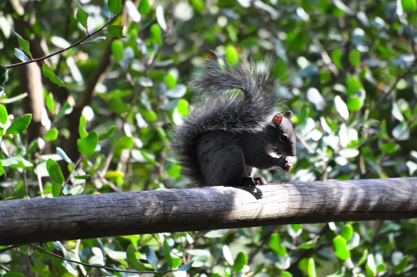 grey squirrel, SBBG Photo Contest 2012